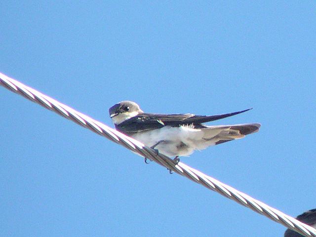 �~�h���c�o��