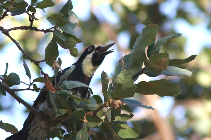 �h���O���L�c�c�L