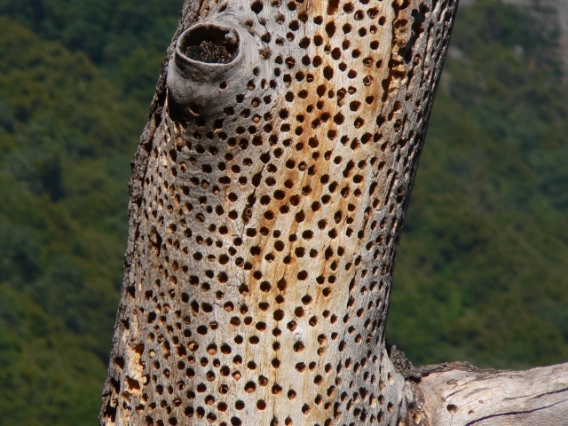 �h���O���L�c�c�L�̖�