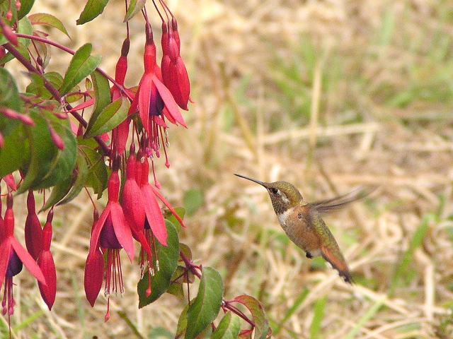 �A�����n�`�h���́�