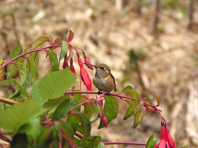 �A�����n�`�h���́�