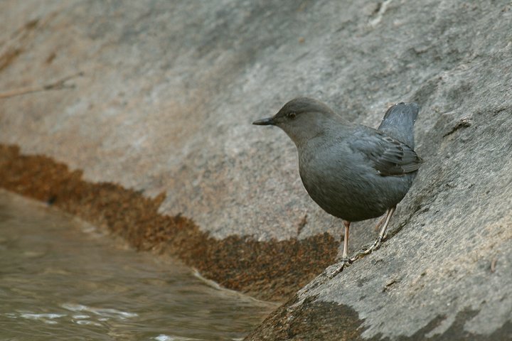 ���L�V�R�J���K���X