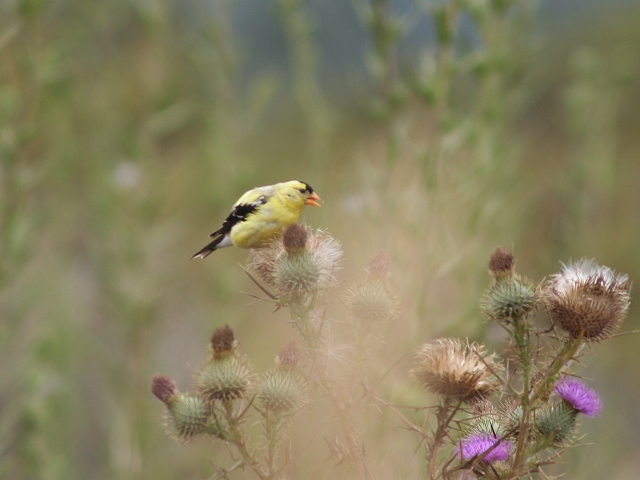 �I�E�S���q����