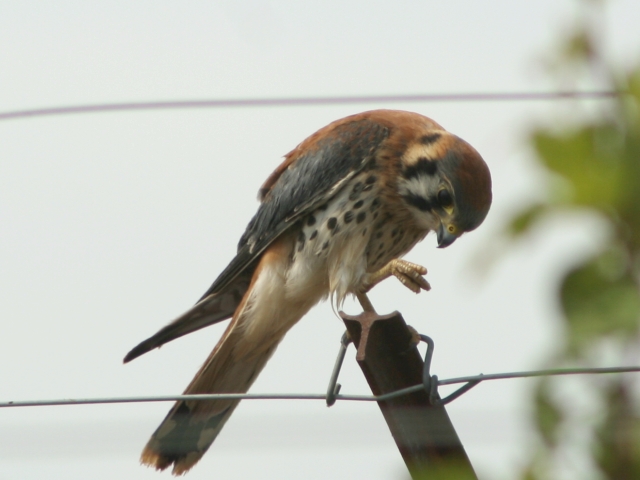 �A�����J�`���E�Q���{�E�́�