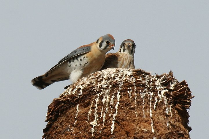 �A�����J�`���E�Q���{�E�̂���