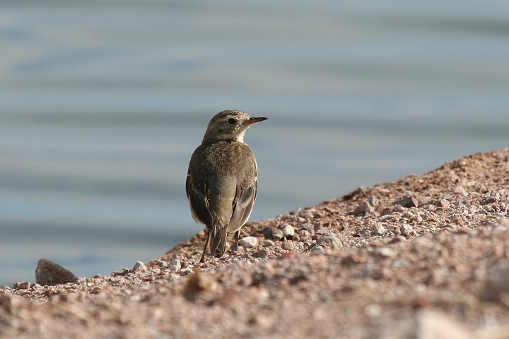 �A�����J�^�q�o��