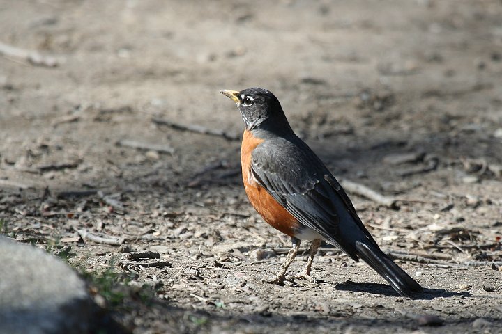 �R�}�c�O�~