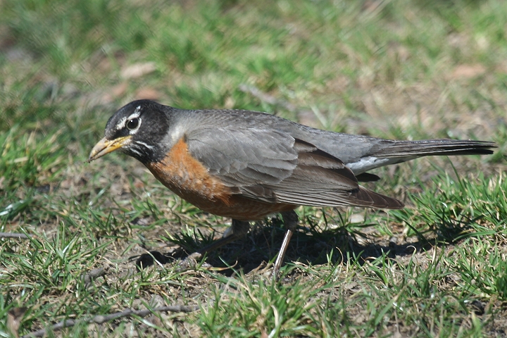 �R�}�c�O�~