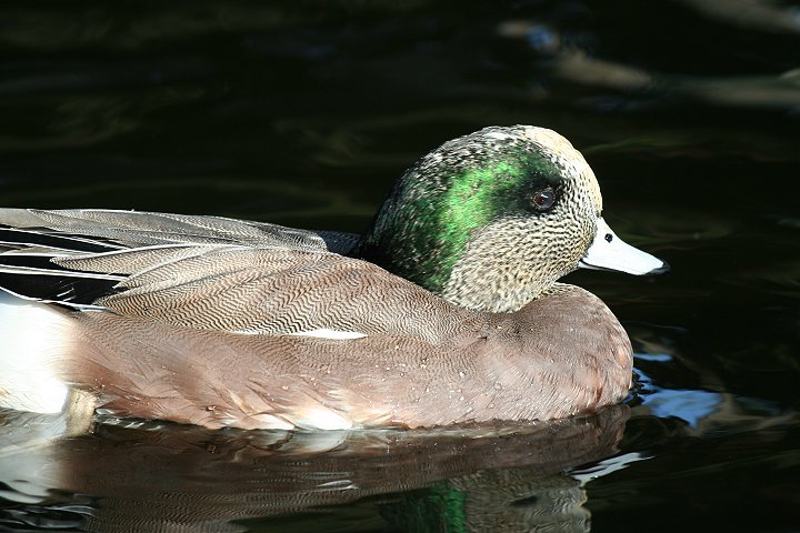 �A�����J�q�h��