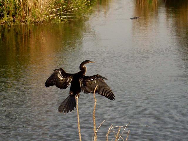 �A�����J�w�r�E