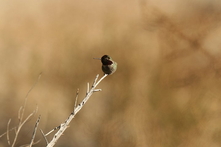 �A���i�n�`�h���́�