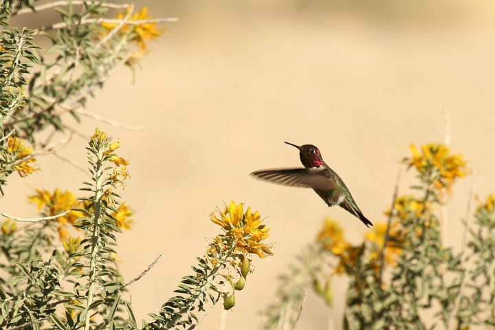 �A���i�n�`�h���́�