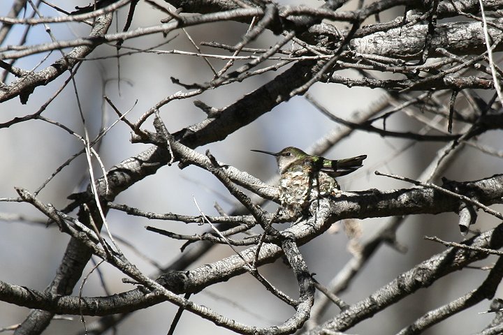 �A���i�n�`�h���́�