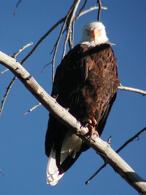 �n�N�g�E���V