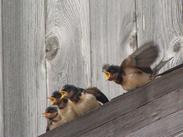 �c�o���i�c���j