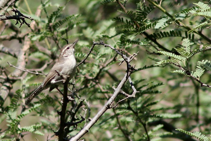 �V���n���~�\�T�U�C