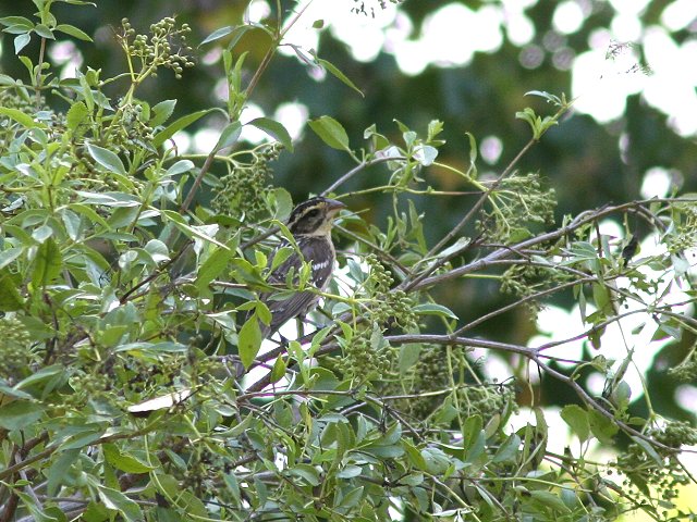 �`���o���C�J���́�