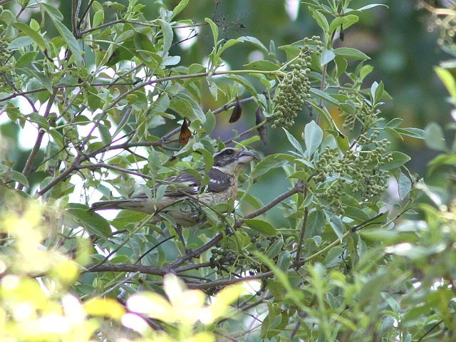 �`���o���C�J���́�