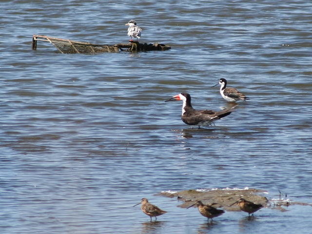 �N���n�T�~�A�W�T�V�i�����j