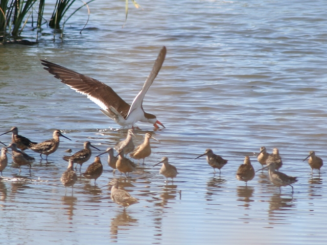 �N���n�T�~�A�W�T�V