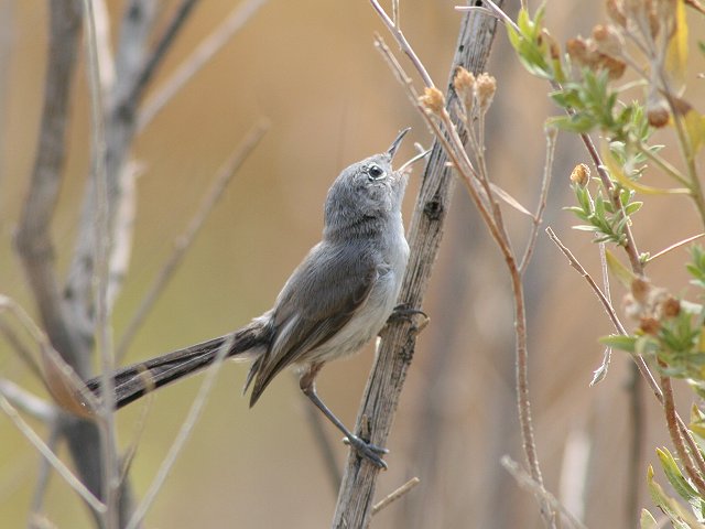 �I�O���u�����V�N�C