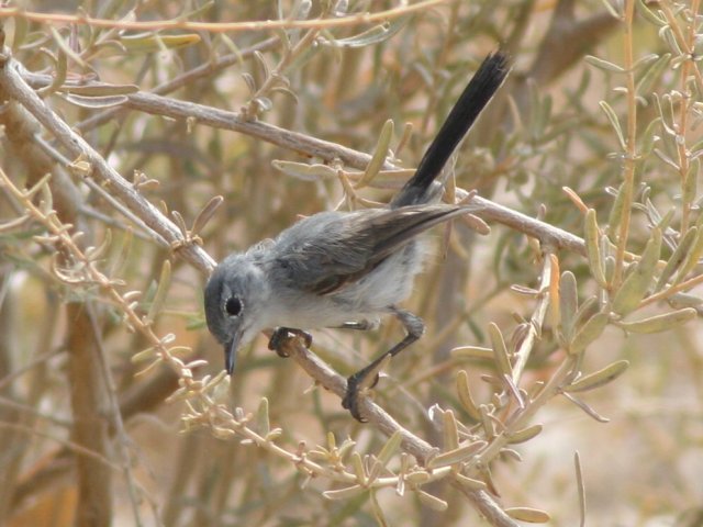 �I�O���u�����V�N�C