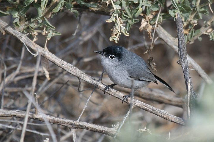 �I�O���u�����V�N�C�́�