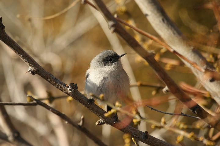 �I�O���u�����V�N�C