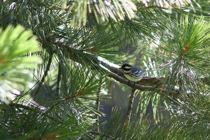 �m�h�O���n�C�A�����J���V�N�C