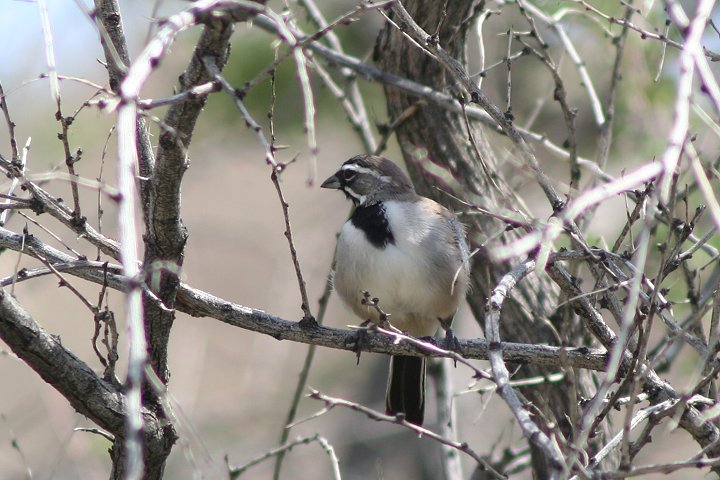 �m�h�O���V�g�h���h�L