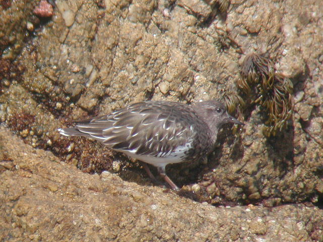 �N���L���E�W���V�M