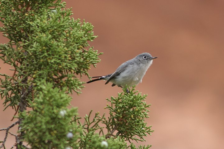 �u�����V�N�C