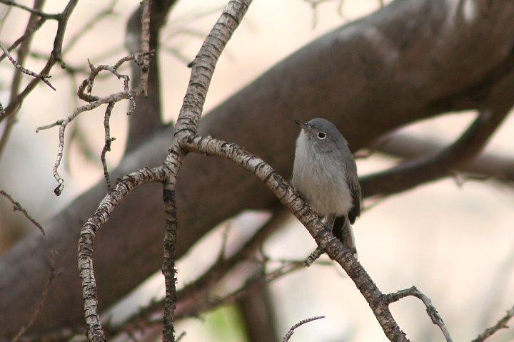 �u�����V�N�C