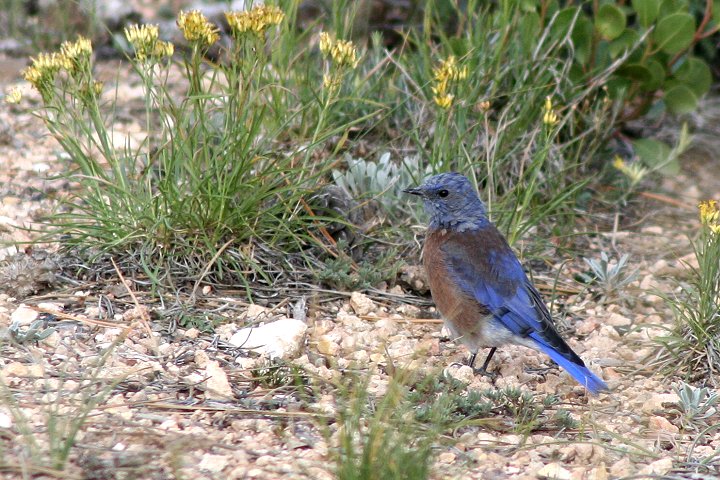 �`���J�^�����c�O�~�́�