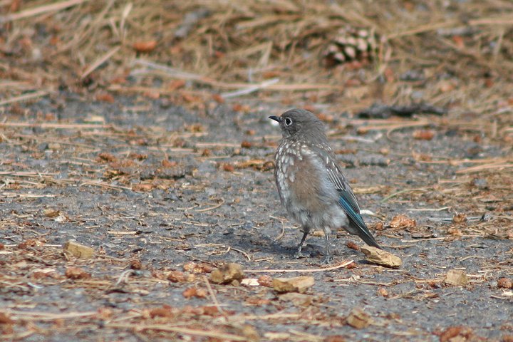 �`���J�^�����c�O�~�̃��X