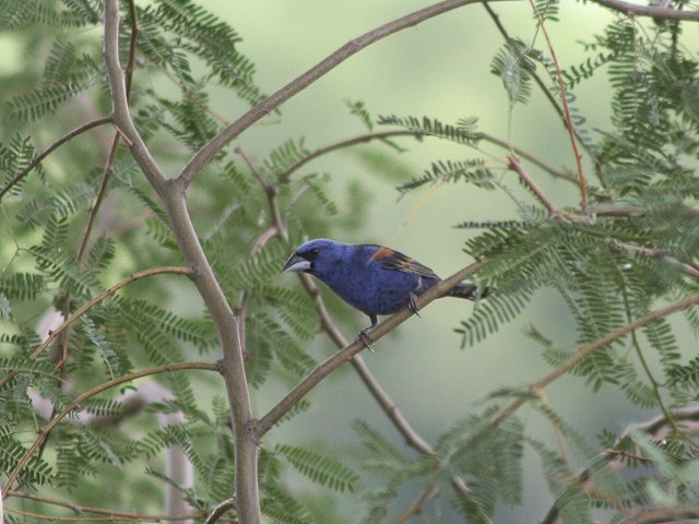 �����C�J��