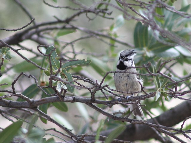 �V���K�I�G�{�V�K��