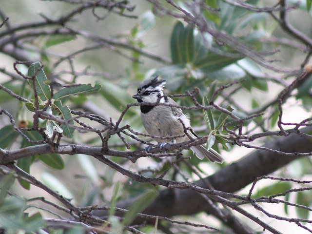 �V���K�I�G�{�V�K��