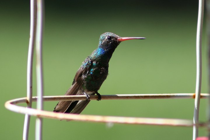 �A�J�n�V�n�`�h���́�