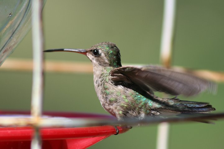 �A�J�n�V�n�`�h���i�c���j