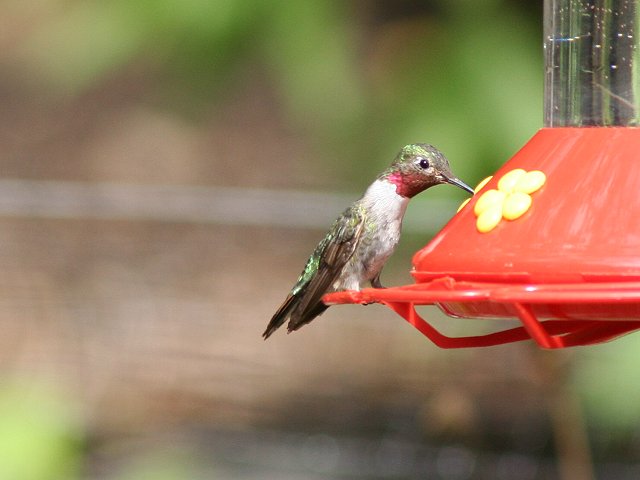 �t�g�I�n�`�h���́�