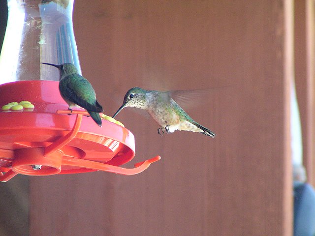 �t�g�I�n�`�h���́�