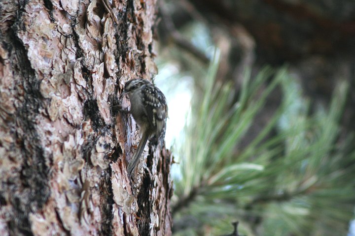 �A�����J�L�o�V��