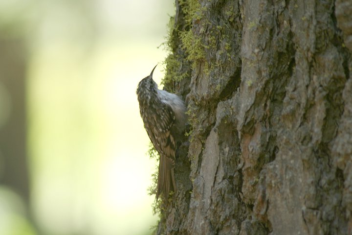 �A�����J�L�o�V��