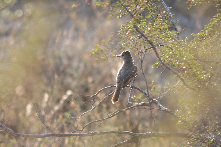 �V���n���I�I�q�^�L���h�L