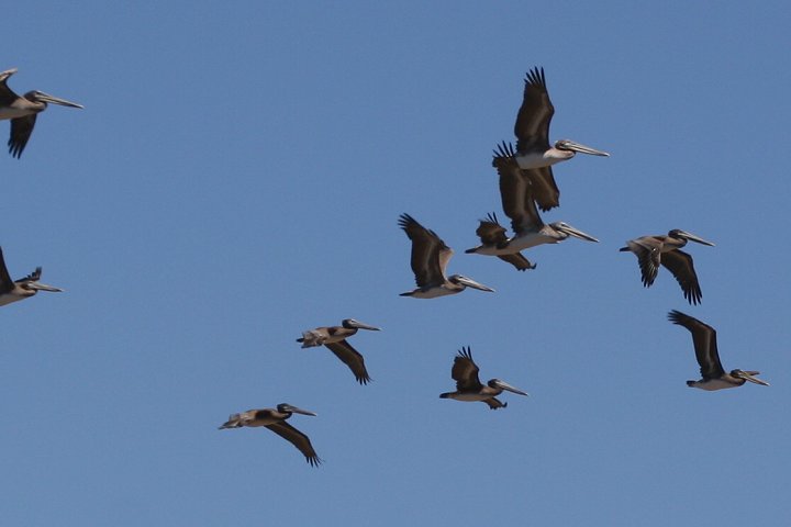 �J�b�V���N�y���J��