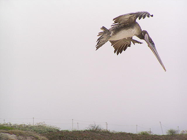 �J�b�V���N�y���J��