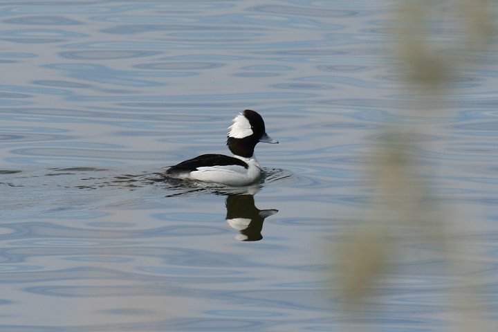 �q���n�W���́�