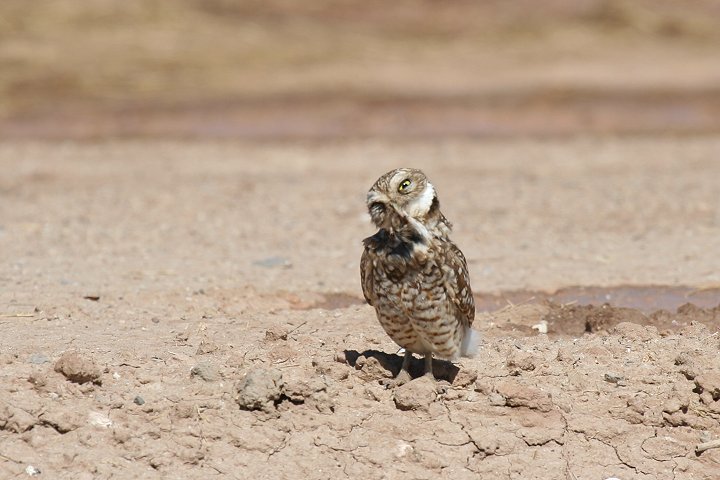 �A�i�z���t�N���E