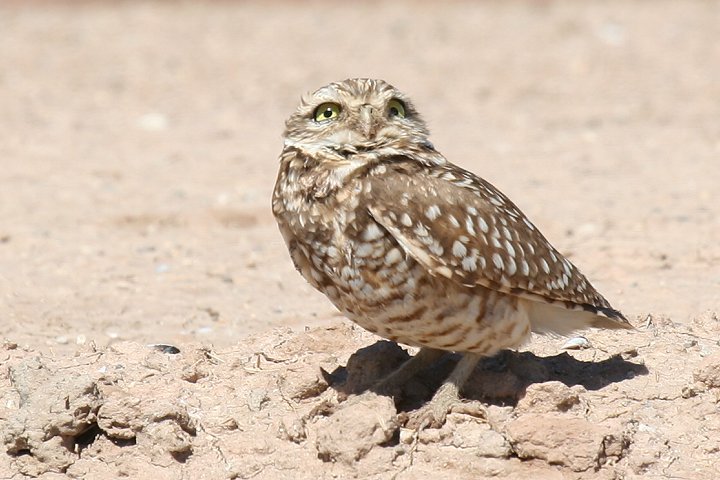 �A�i�z���t�N���E